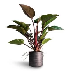 Angle Cylinder Plant Pot - Anthracite -Indoor Plants Philodendron Red Beauty 27x90cm Angle Cylinder Plant Pot Anthracite 30x30cm b1f4c4d3 2e54 444f 9e56 0546d3599aba