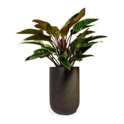 Philodendron Red Beauty 20 Philodendron Red Beauty -Indoor Plants Philodendron Red Beauty 27x90cm Plant Pot Cody Ridge Dark Grey