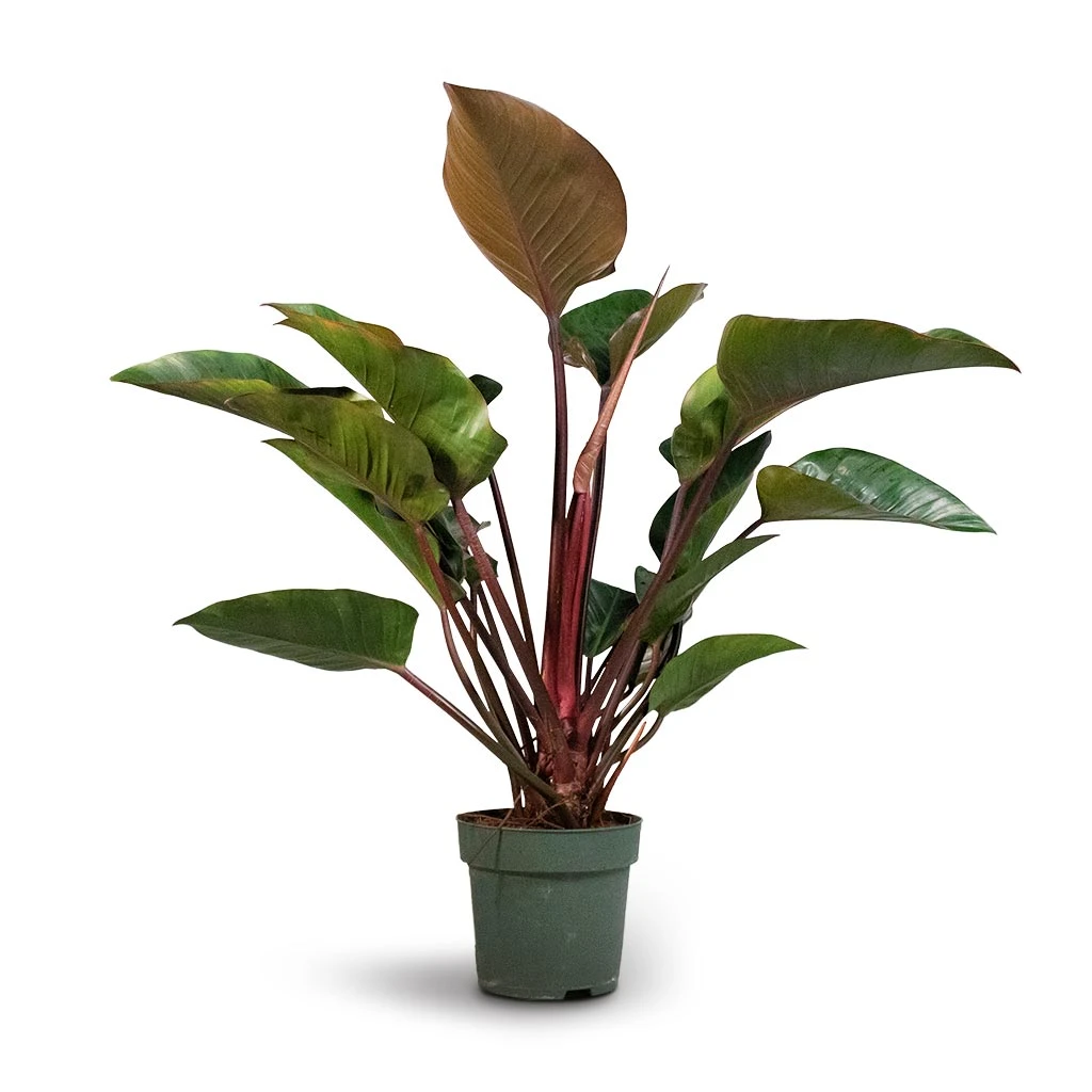 Philodendron Red Beauty 3 Philodendron Red Beauty - Image 3