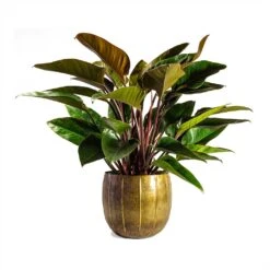 Philodendron Red Beauty 17 Philodendron Red Beauty -Indoor Plants Philodendron Red Beauty 27x90cmPlant Pot Gusto Old Brown