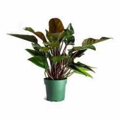 Philodendron Red Beauty 19 Philodendron Red Beauty -Indoor Plants Philodendron Red Beauty Houseplant 27x90cm