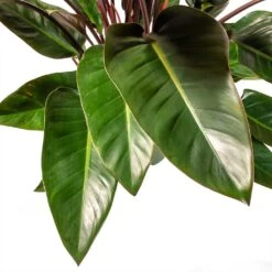 Philodendron Red Beauty 14 Philodendron Red Beauty -Indoor Plants Philodendron Red Beauty Houseplant 3Leaf 27x90cm