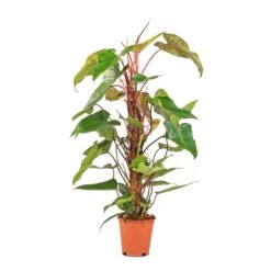 Philodendron Erubescens Red Emerald - Moss Pole -Indoor Plants Philodendron Red Emerald 19x85cm