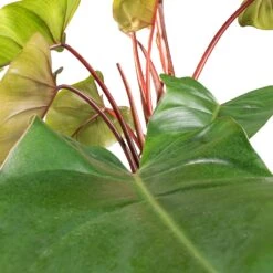 Philodendron Erubescens Red Emerald - Moss Pole -Indoor Plants Philodendron Red Emerald SWATCH 2