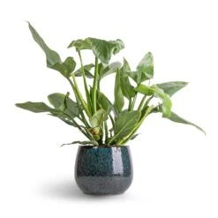 Philodendron Hastatum Silver Queen -Indoor Plants Philodendron Silver Queen 17x50 Odile Plant Pot Petrol 24x19cm