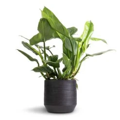 Norell Plant Pot - Black -Indoor Plants Philodendron Silver Queen 17x50cm Norell Plant Pot Black 25x24cm 42869367 bde0 4167 87c2 b633a8192b57