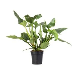 Philodendron Hastatum Silver Queen -Indoor Plants Philodendron Silver Queen