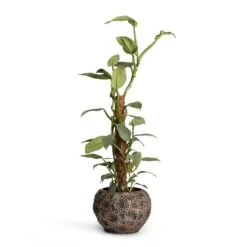 Luxe Lite Moon Globe Planter - Bronze 17 Luxe Lite Moon Globe Planter - Bronze -Indoor Plants Philodendron Silver Queen Moss Pole 17x65cm Luxe Lite Moon Globe Planter Bronze 28x20cm