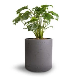 Puk Plant Pot - Black Washed -Indoor Plants Philodendron Winterbourn Xanadu Philodendron 19x40cm Puk Plant Pot Black Washed 25x25cm e86ebc6f 8b99 48bc 9527 67d8582ed66c