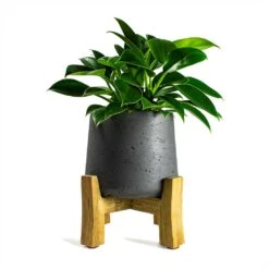 Philodendron Erubescens Green Princess -Indoor Plants Philodendron erubescens Green Princess 12x25cm Plant Pot Patt Low Stand Black Washed 20x21cm