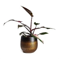 Mya Plant Pot - Shiny Mocha -Indoor Plants Philodendron erubescens pink Princess Houseplant 17x50cm Plant Pot MYA Mocha 22x20cm 4b1412cc d9fe 49cd a989 a36d48b70164