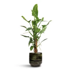 Sanna Plant Pot - Moss Green -Indoor Plants Philodendron hastatum Silver Queen Moss Pole 17x65cm Sanna Plant Pot Moss Green 25x23cm d6f2d50f c0c4 434d 93ca 44f136a06d4f
