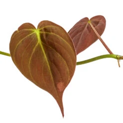Philodendron Micans - Velvet Leaf Philodendron -Indoor Plants Philodendron micans DETAIL 3