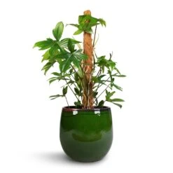 Charlotte Plant Pot - Green 37 Charlotte Plant Pot - Green -Indoor Plants Philodendron pedatum Oak Leaf Philodendron Moss Pole 21x100cm Charlotte Plant Pot Green 29x25cm 46b03498 dcd0 4285 85f7 f40837b994b8