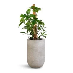 Cody Plant Vase - Ridged Cement -Indoor Plants Philodendron pedatum Oak Leaf Philodendron Moss Pole 21x100cm Cody Plant Vase Ridged Cement 28x45cm 345985ed f7c5 4d87 96b9 7b23d7893316