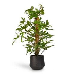 Raindrop Tube Round Planter - Anthracite -Indoor Plants Philodendron pedatum Oak Leaf Philodendron Moss Pole 21x100cm RaindropTubeRoundPlanter Anthracite 30x26cm de92da5b c83d 4884 bf57 be27979a39fd