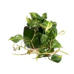 Charlotte Plant Pot - Green 39 Charlotte Plant Pot - Green -Indoor Plants Philodendron scandens Brasil Sweetheart Plant 15x40cm Charlotte Plant Pot Green 23x20cm d7a76e0b a1cb 4161 b7a3 b25e57f95817