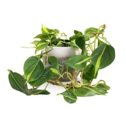 Tarra Plant Pot - Forest -Indoor Plants Philodendron scandens Brasil Sweetheart Plant 15x40cm Tarra Plant Pot Forest 19x16cm 59e426ac f1ea 44f0 903a 73e6753f4e76