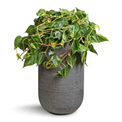 Cody Plant Vase - Ridged Dark Grey -Indoor Plants Philodendron scandens Brasil Sweetheart Plant 28x50cm Cody Plant Vase Ridged Dark Grey 35x55cm