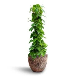 Philodendron Scandens - Column - HydroCare -Indoor Plants Philodendron scandens Column Hydroculture Lava Couple Relic Planter Pink