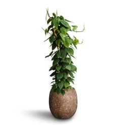 Philodendron Scandens - Column - HydroCare -Indoor Plants Philodendron scandens Column Hydroculture Polystone Coated Plain Balloon Planter Rock