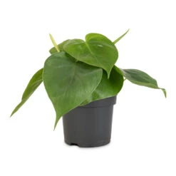 Philodendron Scandens - Sweetheart Plant -Indoor Plants Philodendron scandens Sweetheart Plant 12x20cm 1