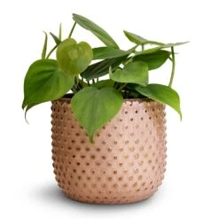 Philodendron Scandens - Sweetheart Plant -Indoor Plants Philodendron scandens Sweetheart Plant 12x20cm Bolino Plant Pot Pale Rose 14x13cm 3