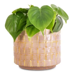 Philodendron Scandens - Sweetheart Plant -Indoor Plants Philodendron scandens Sweetheart Plant 12x20cm Stian Plant Pot Soft Nougat 16x15cm