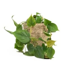 Philodendron Scandens - Sweetheart Plant -Indoor Plants Philodendron scandens Sweetheart Plant 15x30cm Cody Plant Pot Straw Grass 22x20cm b76481fa fd97 43c1 8ae9 c16bbbe9ce01