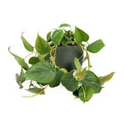 Philodendron Scandens - Sweetheart Plant -Indoor Plants Philodendron scandens Sweetheart Plant 15x30cm Coral Refined Planter Pine Green 18x15cm