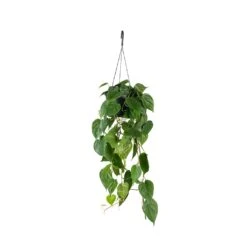 Philodendron Scandens - Sweetheart Plant -Indoor Plants Philodendron scandens Sweetheart Plant 17x30cm