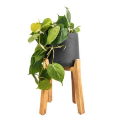 Philodendron Scandens - Sweetheart Plant -Indoor Plants Philodendron scandens Sweetheart Plant 17x30cm Patt Plant Pot Tall Stand Black Washed 30x43cm 4a2880d2 3507 4669 8b46 44d1d866ea87