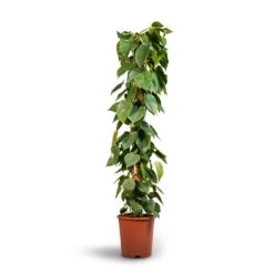 Philodendron Scandens - Sweetheart Plant - Moss Pole 9 Philodendron Scandens - Sweetheart Plant - Moss Pole -Indoor Plants Philodendron scandens Sweetheart Plant Moss Pole 27x150cm