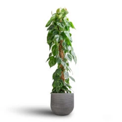 Cody Plant Pot - Ridged Dark Grey -Indoor Plants Philodendron scandens Sweetheart Plant Moss Pole 27x150cm Cody Plant Pot Ridged Dark Grey 35x31cm 7 e531d44a ca20 4430 9526 e7e5d536c85a
