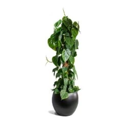 Philodendron Scandens - Sweetheart Plant - Moss Pole 10 Philodendron Scandens - Sweetheart Plant - Moss Pole -Indoor Plants Philodendron scandens Sweetheart Plant Moss Pole Cresta Plant Pot Matt Black ad045daa a207 420b b267 b77b40964c4c