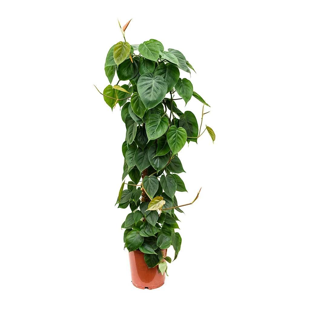 Philodendron Scandens - Sweetheart Plant - Moss Pole 2 Philodendron Scandens - Sweetheart Plant - Moss Pole - Image 2