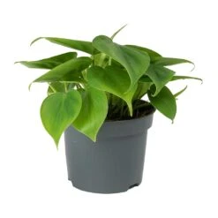 Philodendron Scandens - Sweetheart Plant -Indoor Plants Philodendron scandens Sweetheart Plant Small