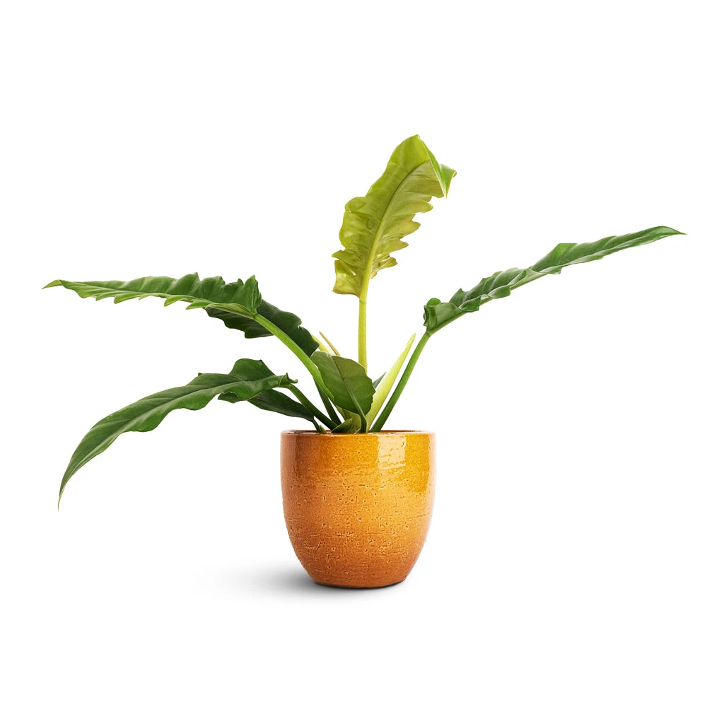 Jolin Plant Pot - Ochre 3 Jolin Plant Pot - Ochre - Image 3