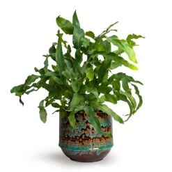 Phlebodium Blue Star - Blue Star Fern 23 Phlebodium Blue Star - Blue Star Fern -Indoor Plants Phlebodium Blue Star Blue Star Fern 12x30cm Noud Plant Pot Marrakesh 17x15cmV2 d515a07b a56c 412b 8184 e4cba7f8e327
