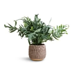 Arles Leaf Plant Pot - Mocha -Indoor Plants Phlebodium Blue Star Blue Star Fern 17x50cm Arles Leaf Plant Pot Mocha 20x20cm