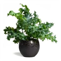Kae Plant Pot - Mocha -Indoor Plants Phlebodium Blue Star Blue Star Fern 17x50cm Kae Plant Pot Mocha 17x13cm 09a89c50 f294 412f 8e70 66a5c0c2940d