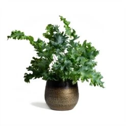 Phlebodium Davana - Blue Star Fern 23 Phlebodium Davana - Blue Star Fern -Indoor Plants Phlebodium Blue Star Blue Star Fern 17x50cm Mya Plant Pot Deep Champagne 15x13cm
