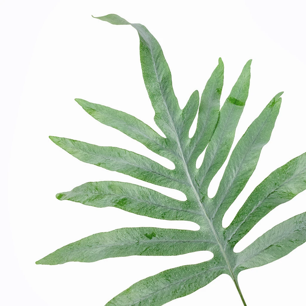 Phlebodium Blue Star - Blue Star Fern 2 Phlebodium Blue Star - Blue Star Fern - Image 2