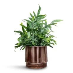 Nella Plant Pot - Coffee 17 Nella Plant Pot - Coffee -Indoor Plants Phlebodium Blue Star Blue Star Fern 21x50cm Nella Plant Pot Coffee 21x19cm 5ab0091b 1136 49e8 8266 a4cd972c48bb