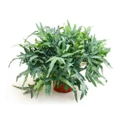 Phlebodium Blue Star - Blue Star Fern 22 Phlebodium Blue Star - Blue Star Fern -Indoor Plants Phlebodium Blue Star Blue Star Fern 26x60 cm