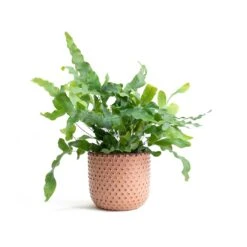 Phlebodium Blue Star - Blue Star Fern 27 Phlebodium Blue Star - Blue Star Fern -Indoor Plants Phlebodium Blue Star Blue Star Fern Bolino Plant Pot Pale Rose 5a391960 e65a 4ff0 9a93 c61b0923c236