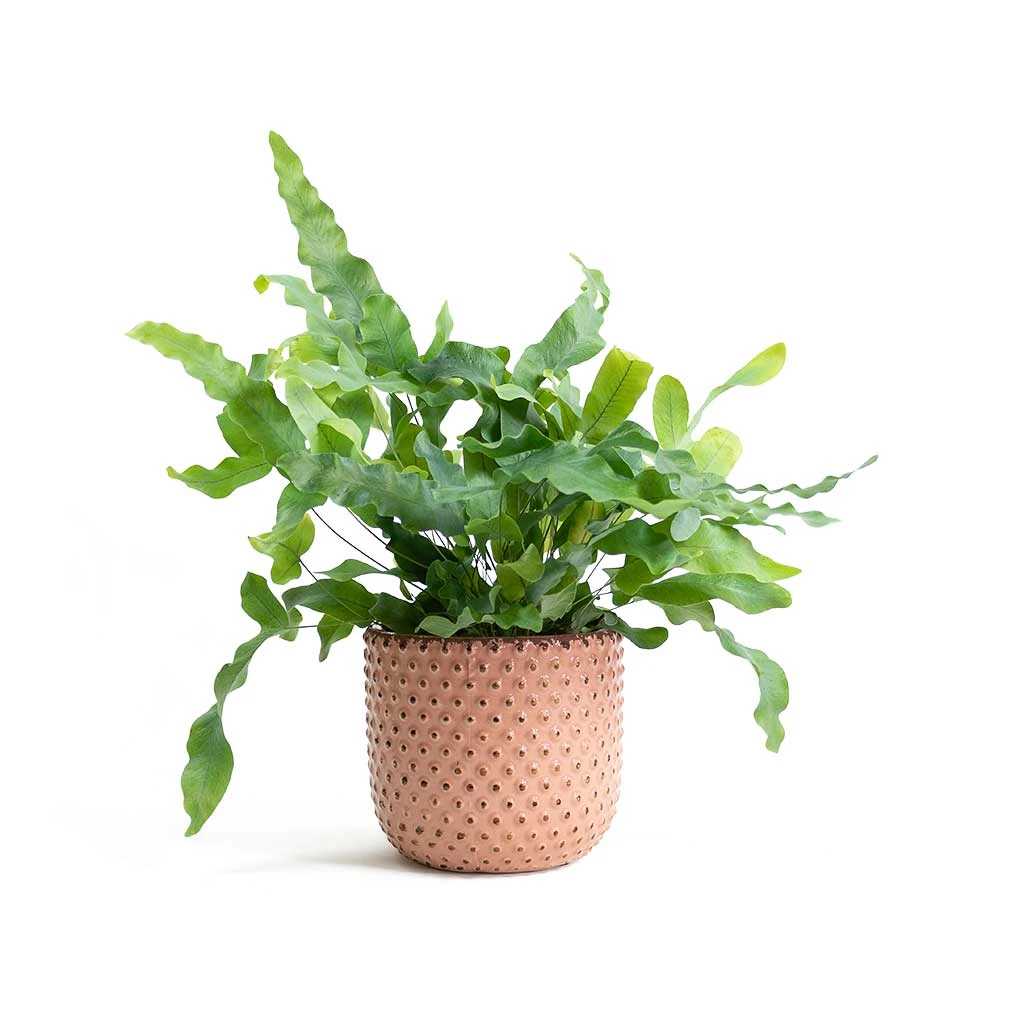 Phlebodium Blue Star - Blue Star Fern 12 Phlebodium Blue Star - Blue Star Fern - Image 12