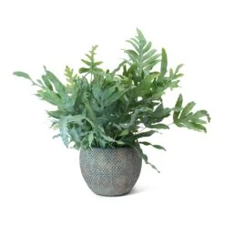 Phlebodium Blue Star - Blue Star Fern 25 Phlebodium Blue Star - Blue Star Fern -Indoor Plants Phlebodium Blue Star Blue Star Fern Fay Plant Pot