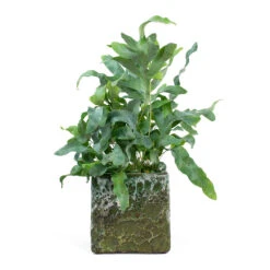 Lava Cube Relic Planter - Jade -Indoor Plants Phlebodium Blue Star Blue Star Fern Lava Cube Relic Planter Jade