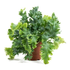 Phlebodium Davana - Blue Star Fern 27 Phlebodium Davana - Blue Star Fern -Indoor Plants Phlebodium davana Blue Star Fern 12cm ddaf9484 a45b 4414 8fcc 275e778050df